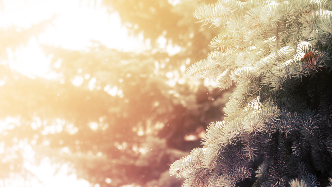evergreen xmas winter Wallpapers Christmas photo coniferous tree branch fir tree free