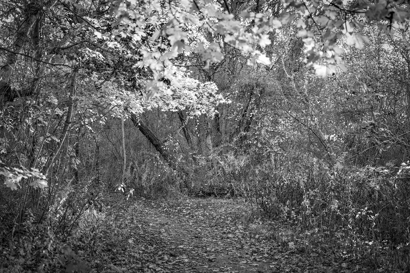 Tree  Nature Landscape forest Magic   Black&white black & white blackandwhite Fall lakes