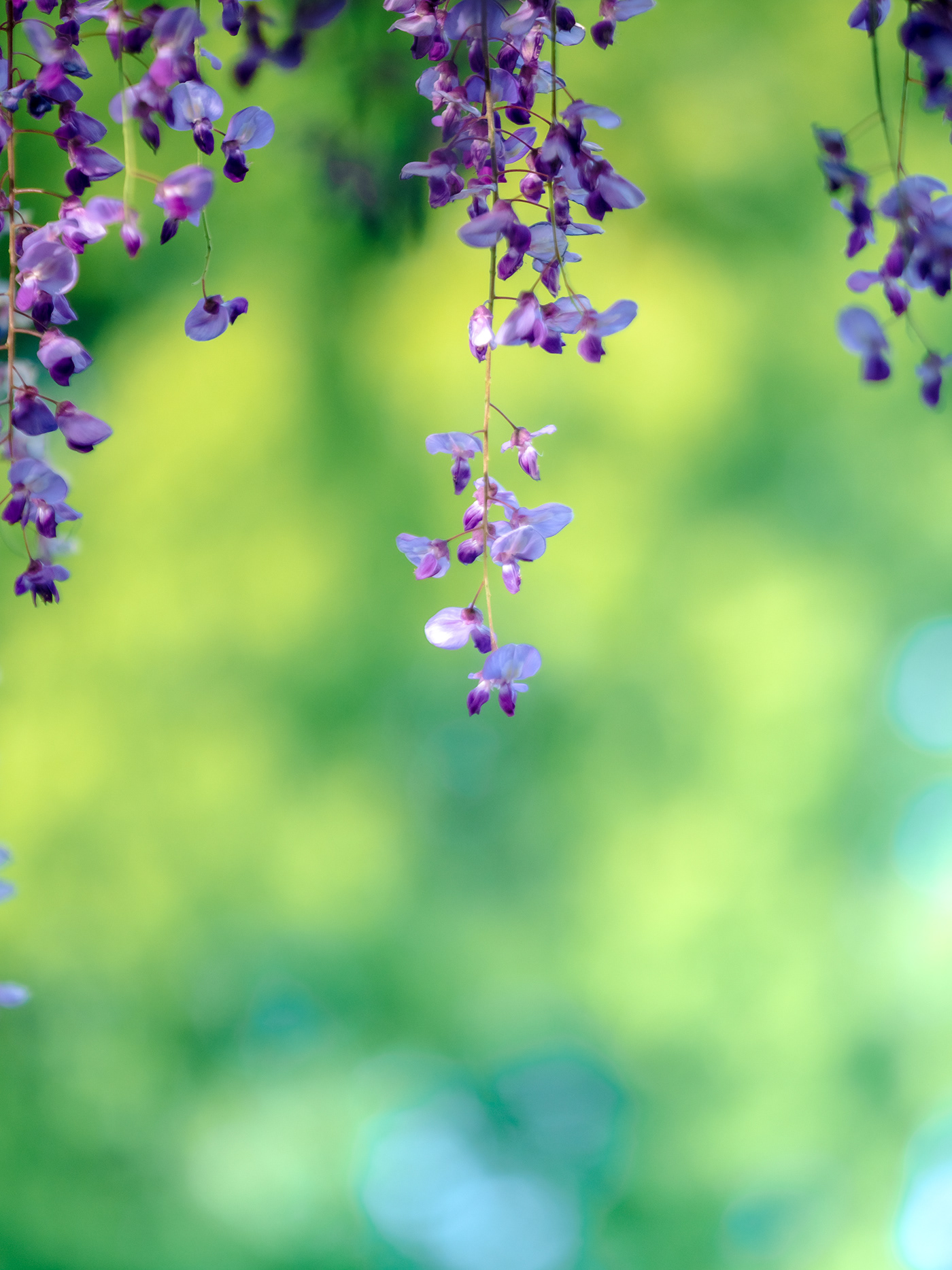 dreem green japan mauve olympuslens spring tokyo wisteria