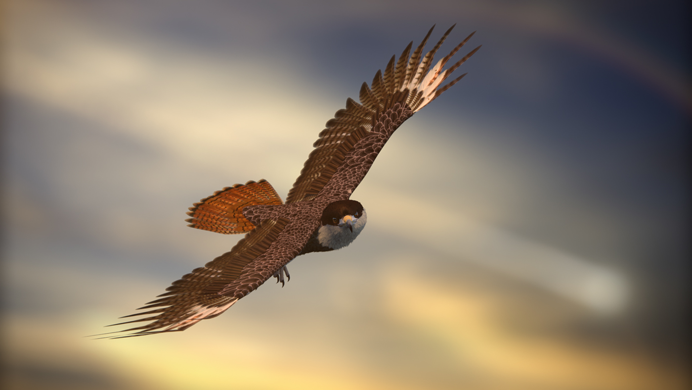 3d Arabian falcon Created with Maya and XGen on Behance