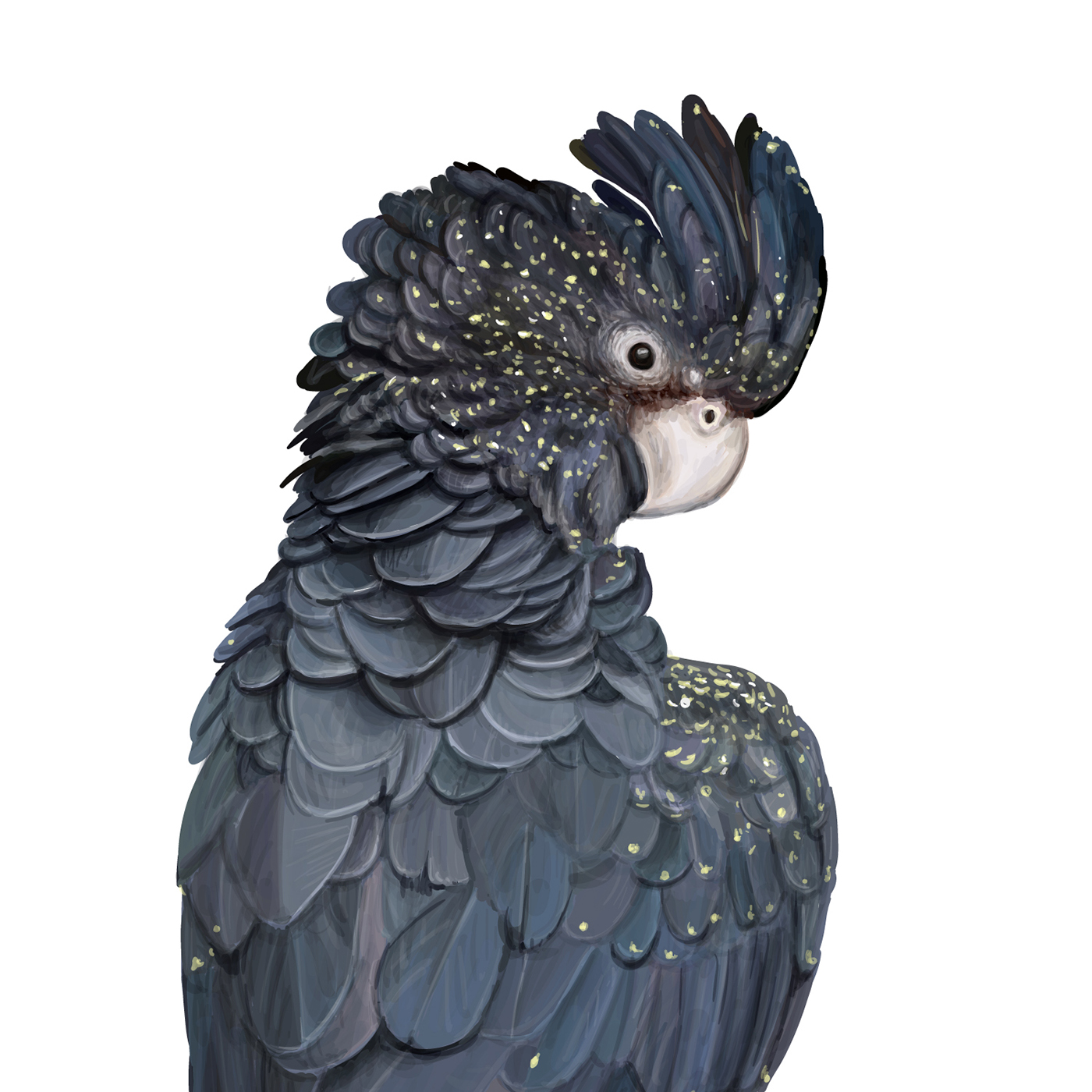 ornithology Bird Illustration parrot illustration botanical illustration surface design bird watercolor exotic bird illustration vector bird zoological illustration book illustration