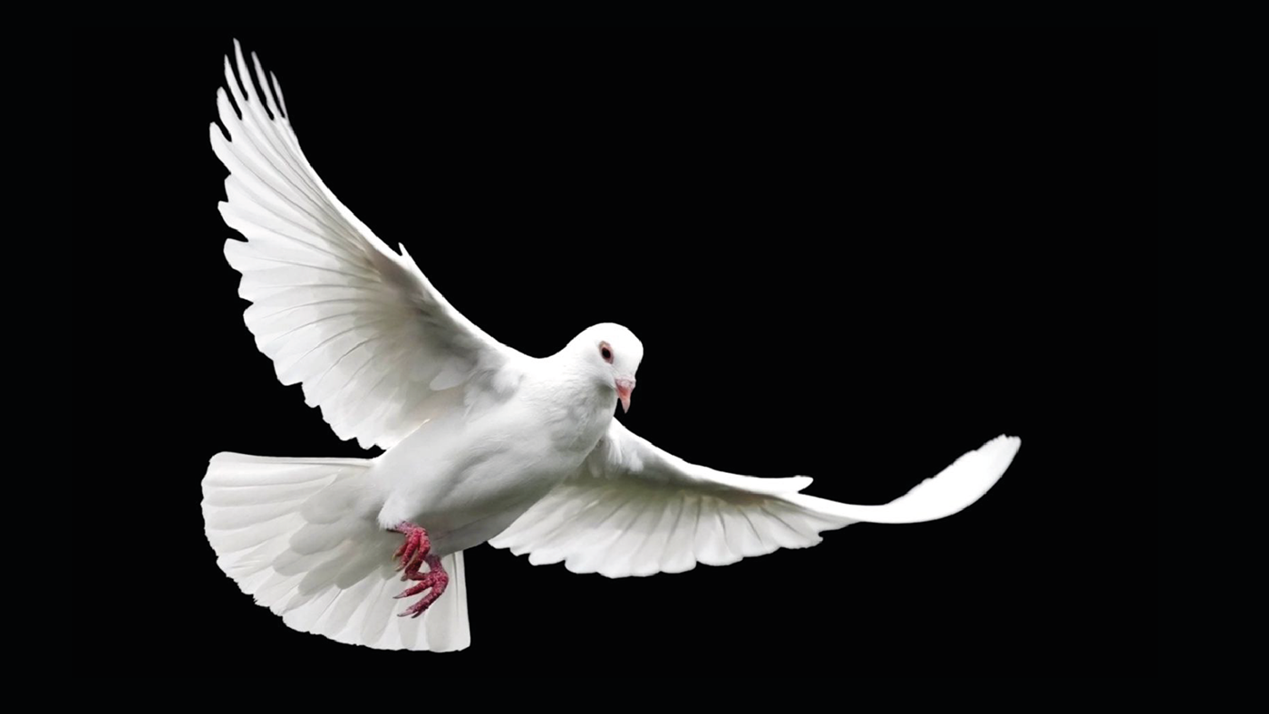 direitos humanos right humans logo brand Concurso dove espírito santo pigeon peace