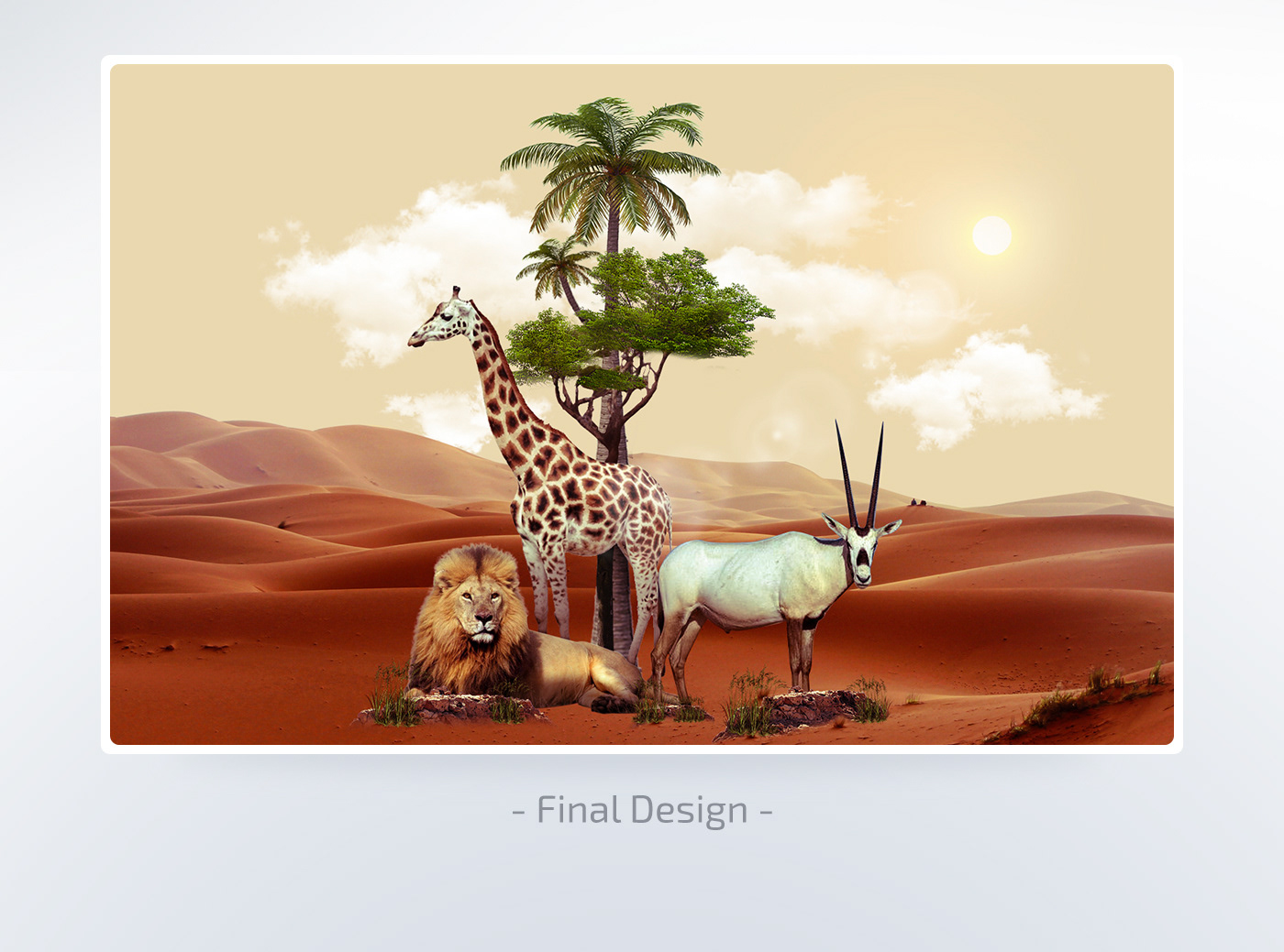 zoo animals Web Mobile Application UI animation  interaction creative icons