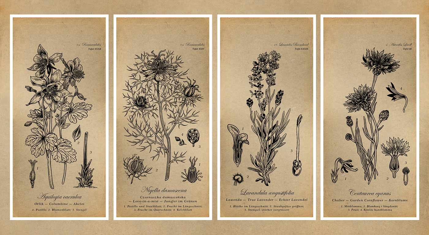 bee botanical botanicalillustration Drawing  ecofriendly Ecology Flowers Nature plants handmade