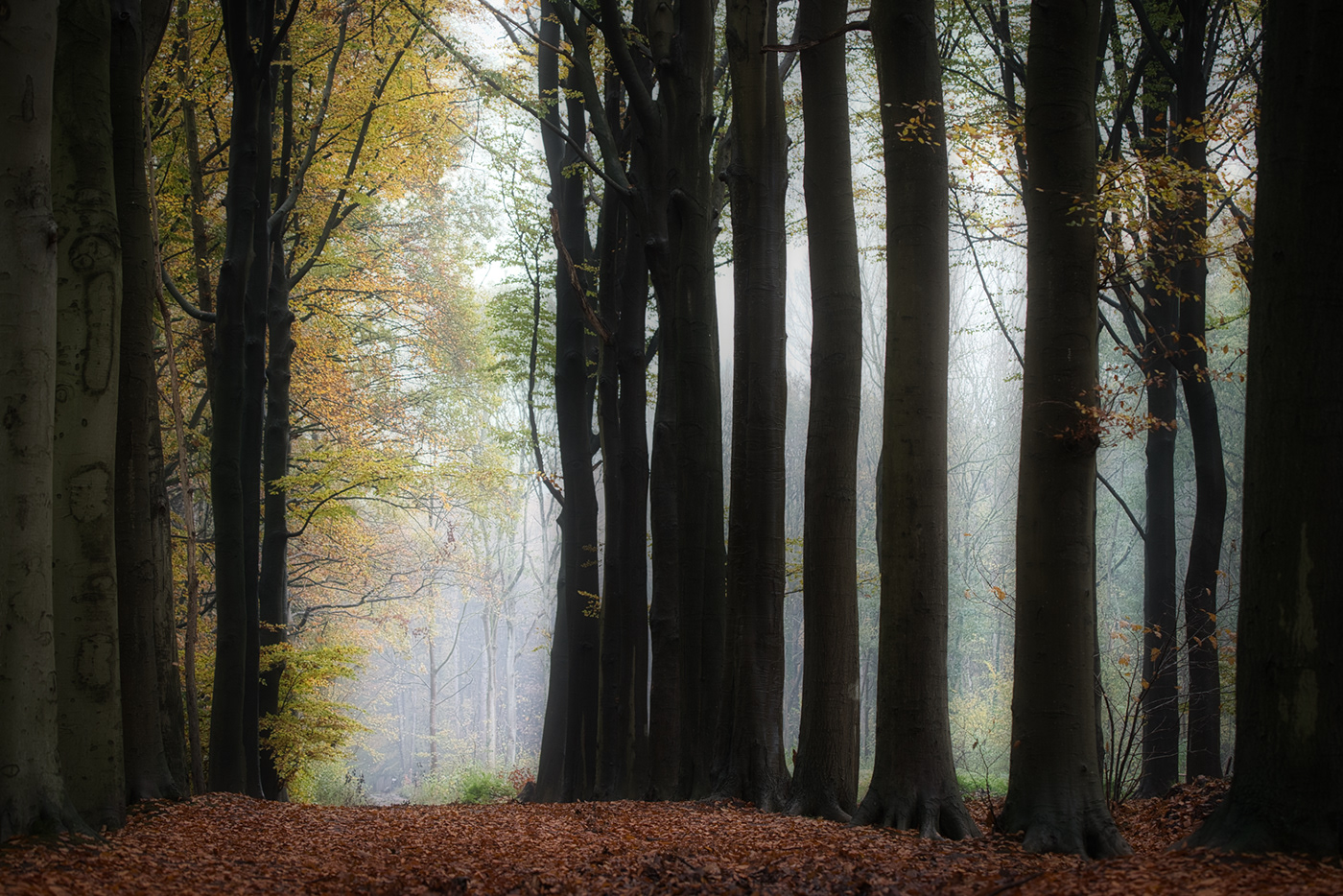 autumn belgium trees woods