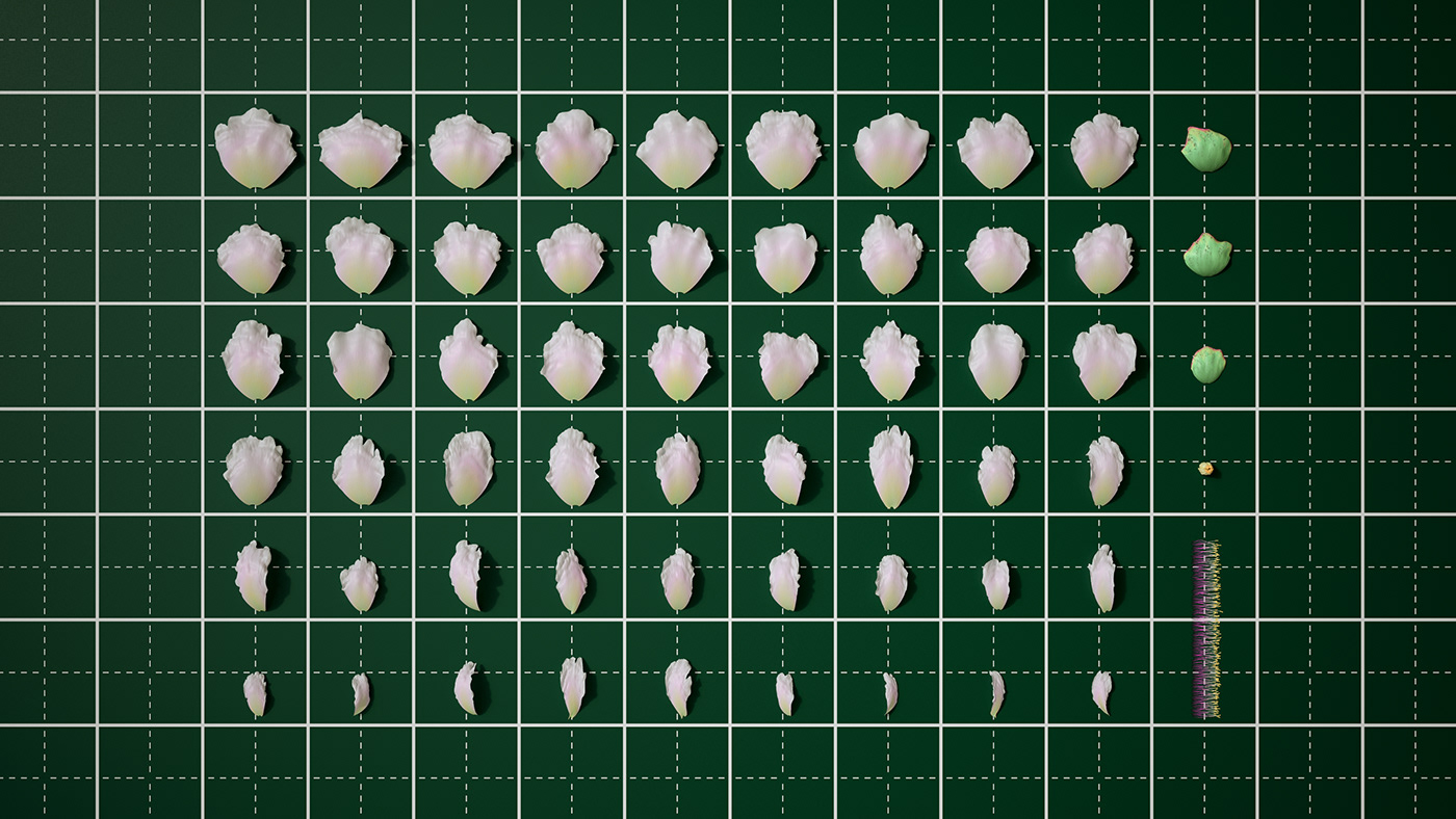 3D flower houdini peony redshift timelapse Visual Effects