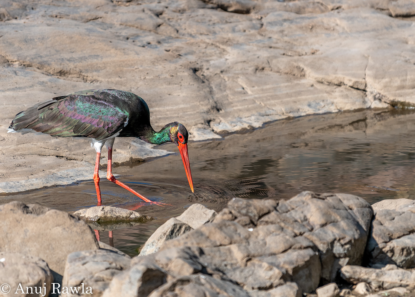 birds India jungle Landscape Leica National Park Nikon Photography  safari wildlife