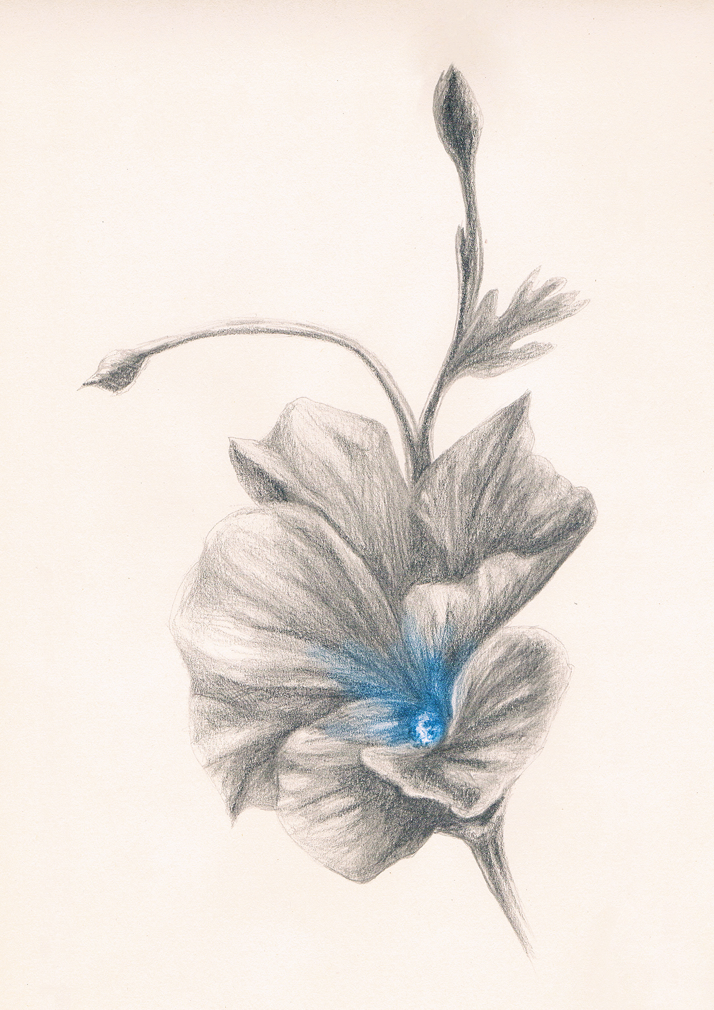 Flowers face portrait blue conceptual Cat rose