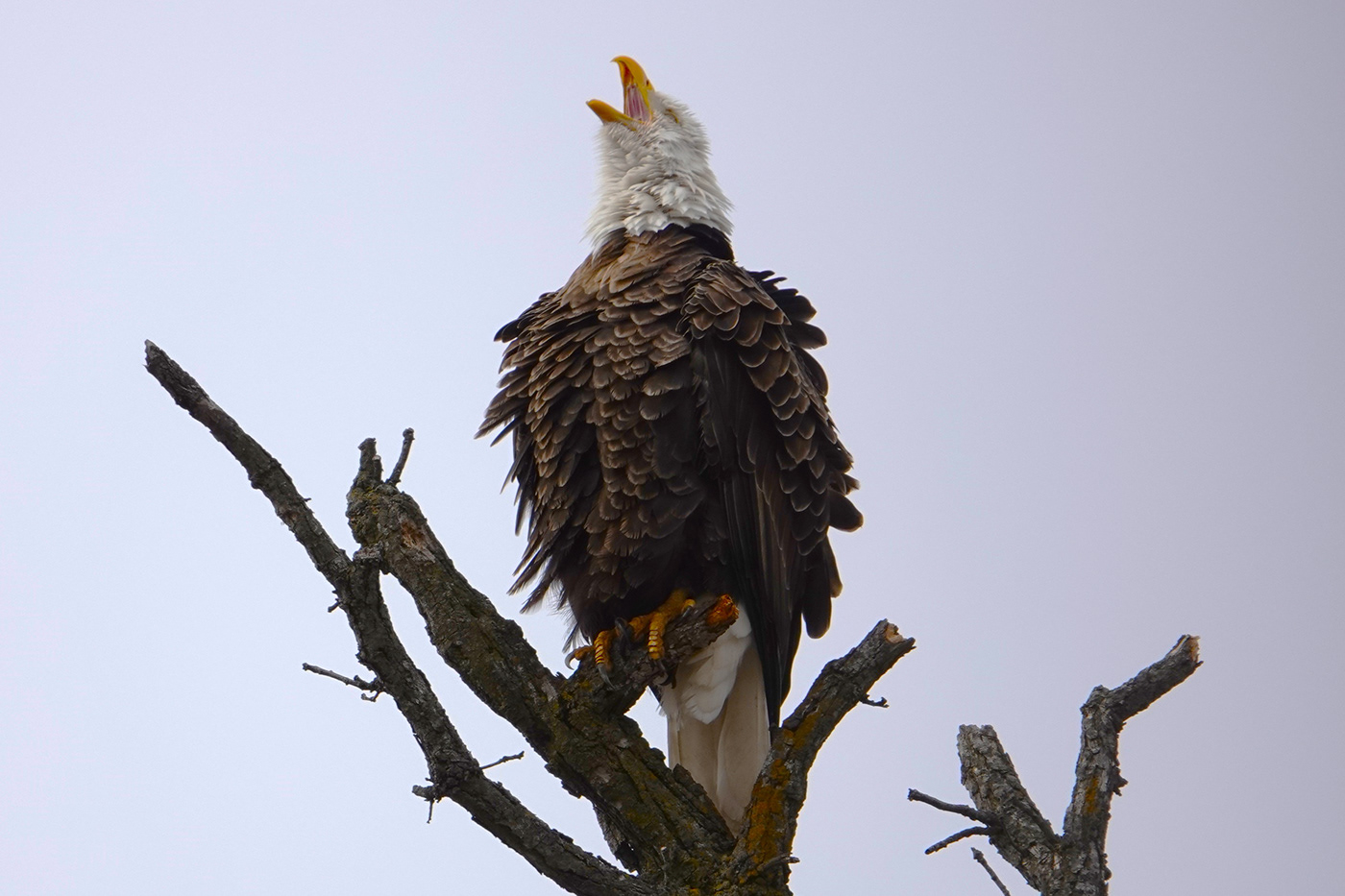 bald eagle bird eagle Nature Photography  Preybird wildlife