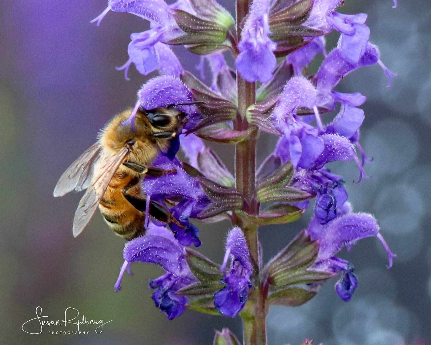bee honeybee macro closeup colorful Flowers minnesota summer Flora
