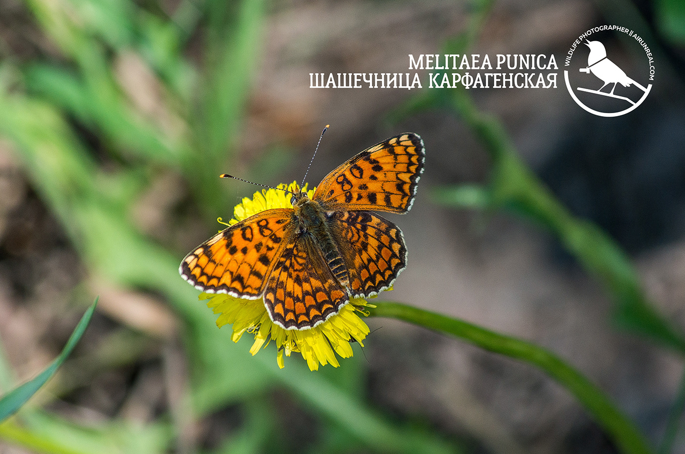 Melitaea punica wildlife Russia macro Macro Photography butterfly