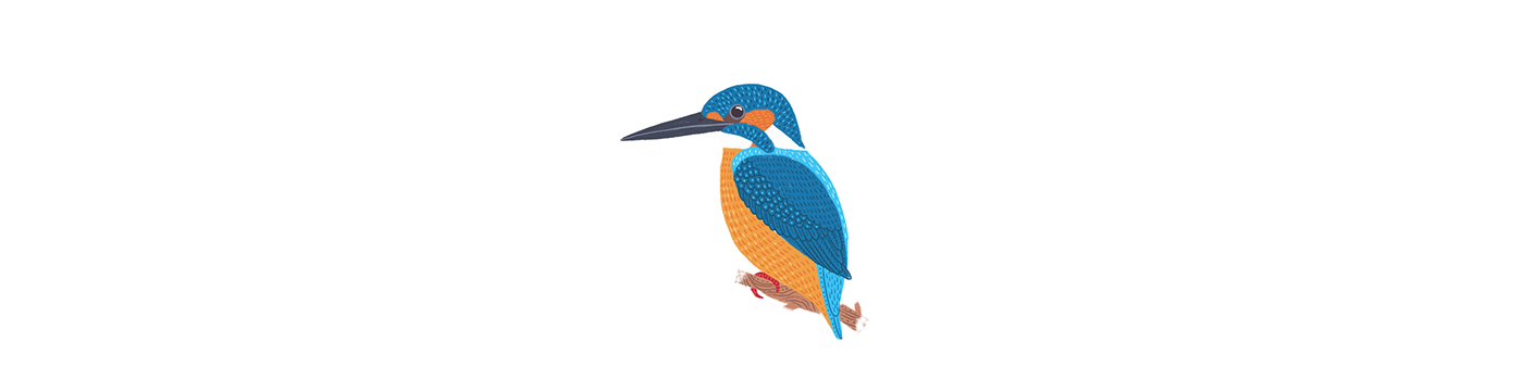 bird Bird Illustration birding birdwatching calendar digital illustration Europe Procreate ukraine vector art