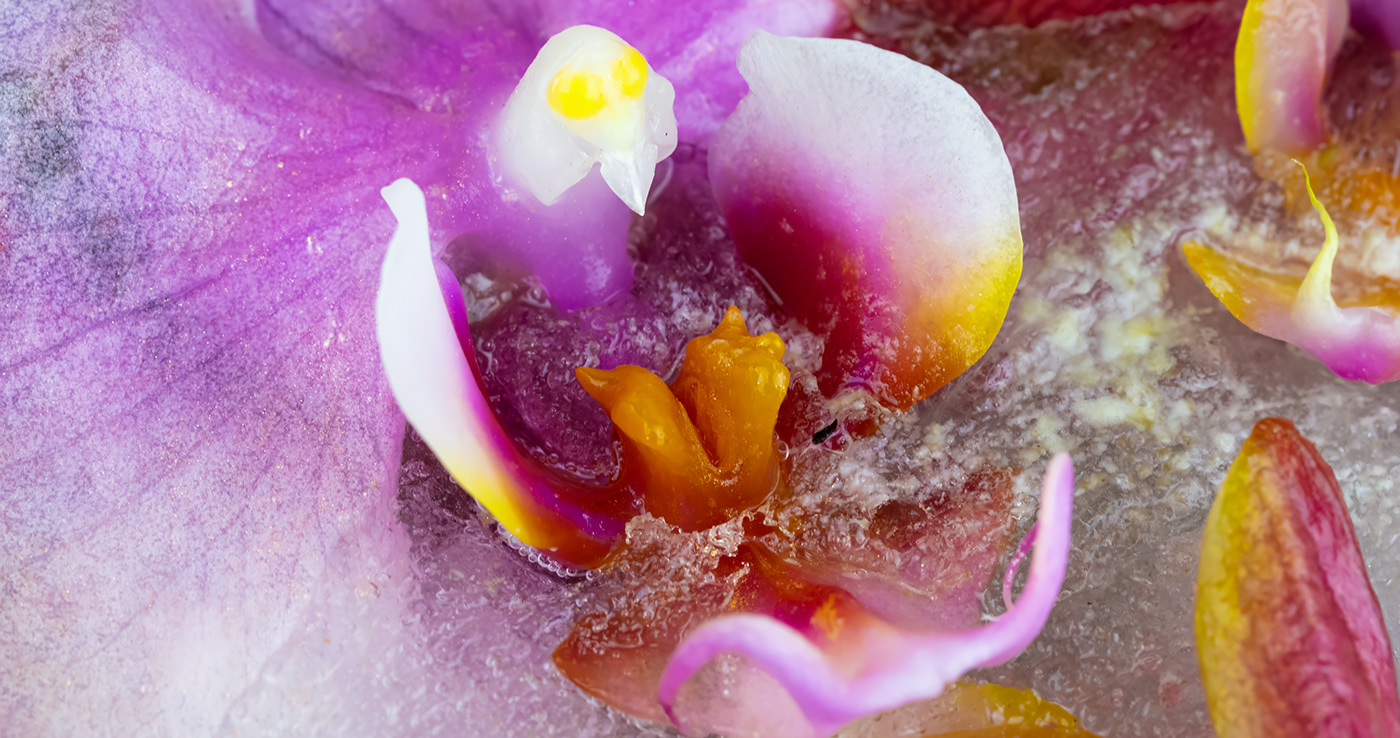 bloom colors hatching insect macro motion design Nature orchids texture War