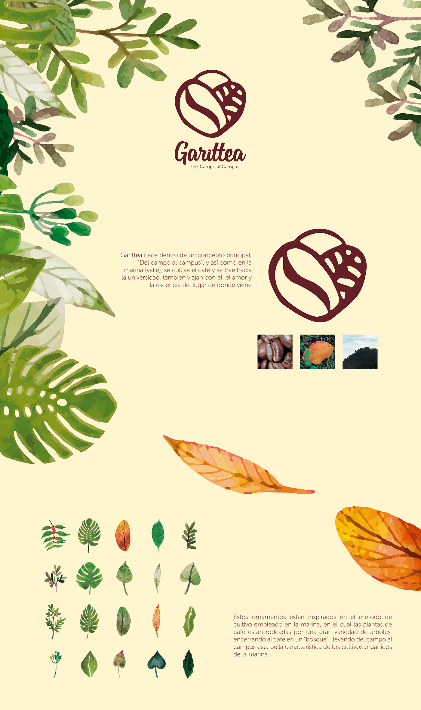 cafe marca brand tulua Cali rediseño Coffee campo country leaves
