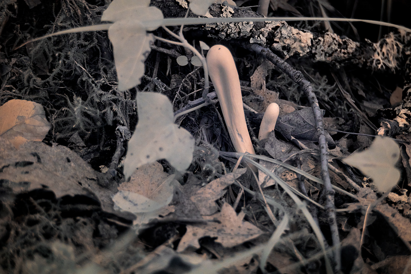 bosco Fotografia funghi fungus infrared infrarosso Nature paesaggio photographer Photography 