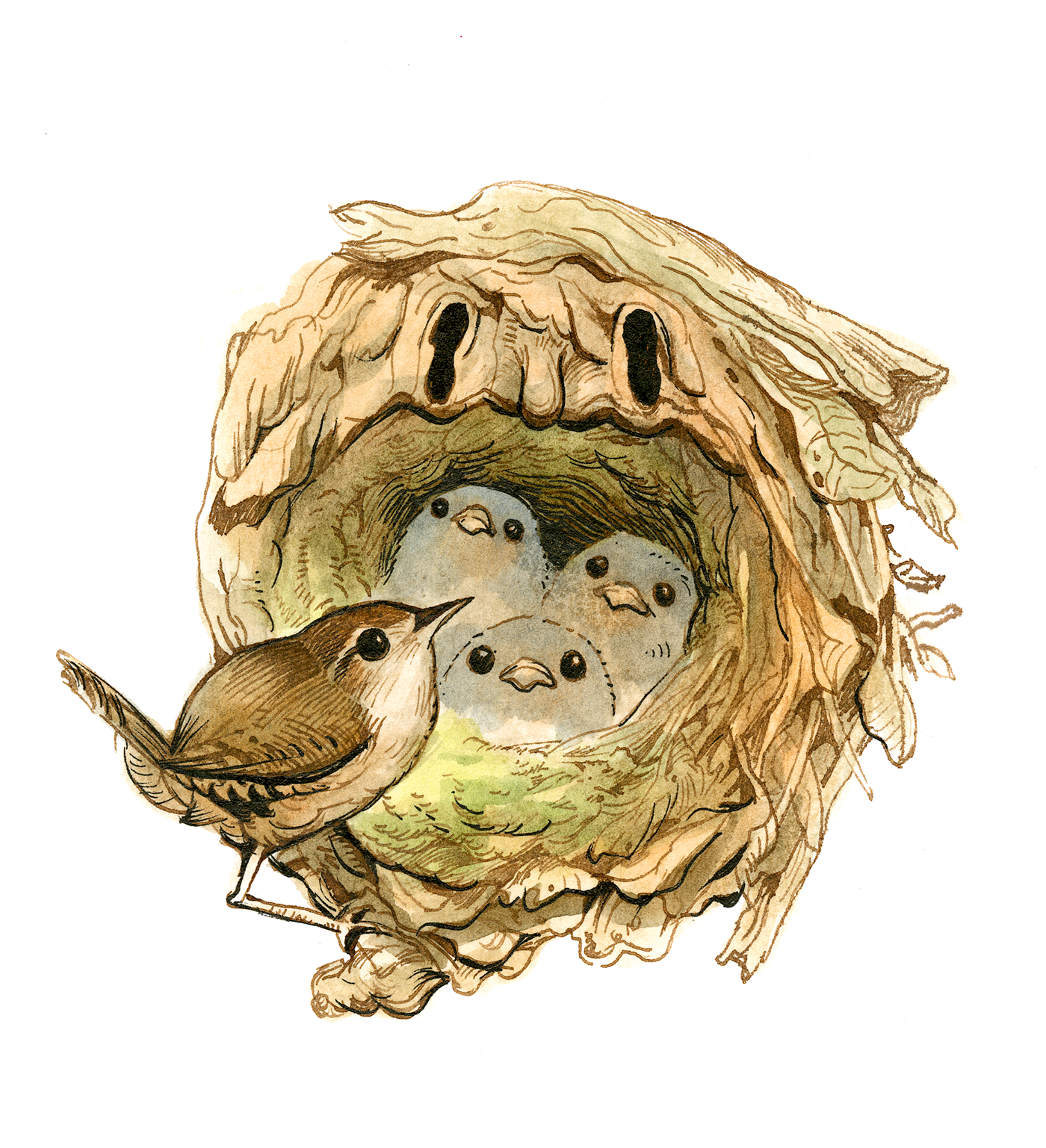 Nature ILLUSTRATION  watercolor ink bird cavity nest cartoon jbass julie Benbassat