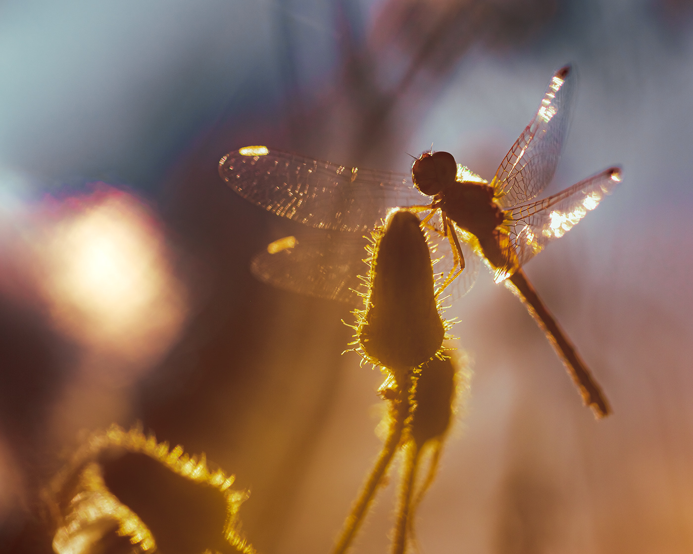A dragonfly rests on a dandelion bud in the early morning sun.