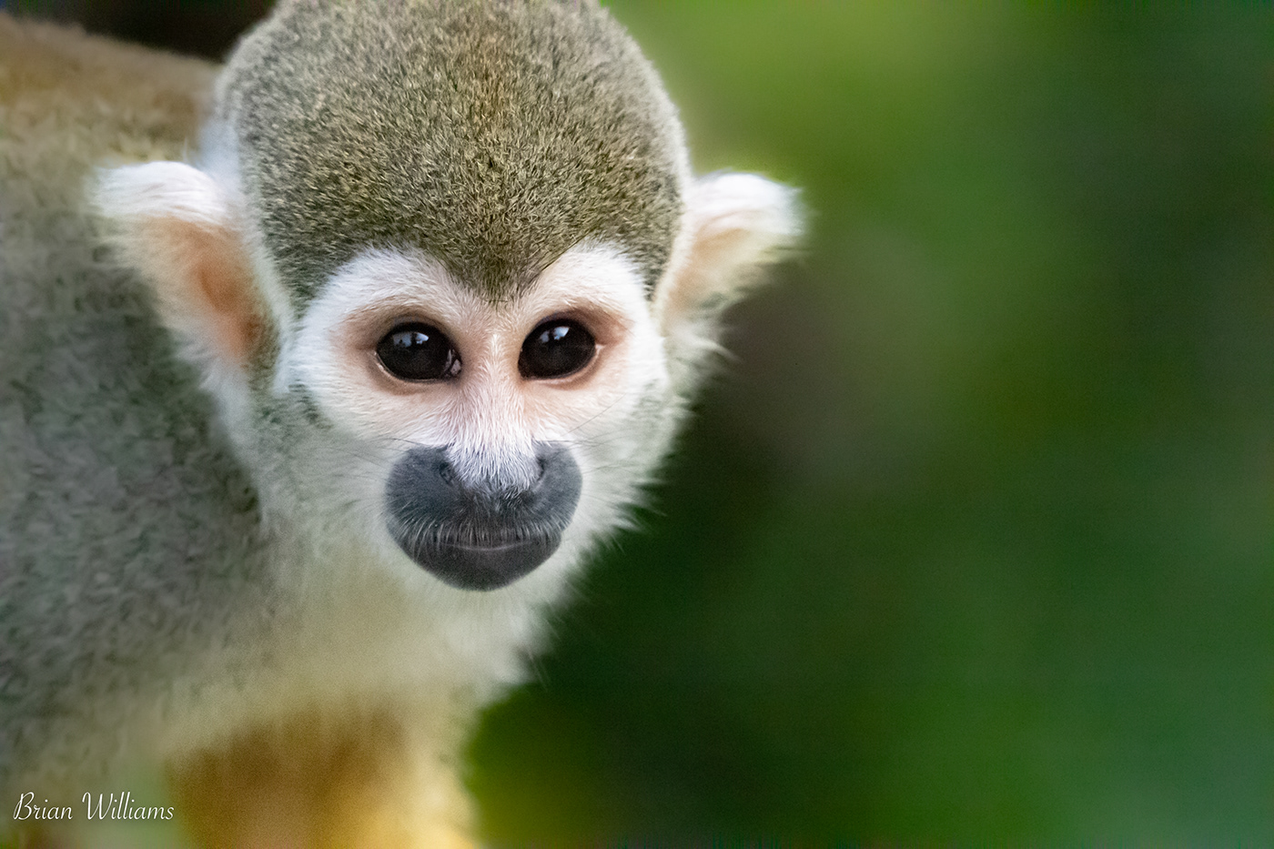 birds Devil's Island French Guiana Guyana monkey Nature Photography  suriname Tapir Travel