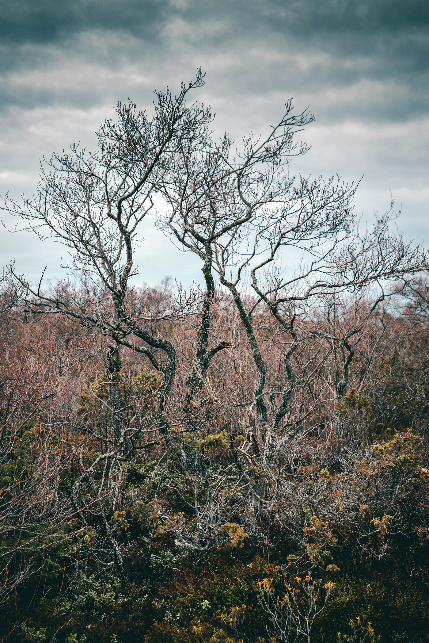 Alder forest Kökar.Åland Landscape lichen Presetr spring trees