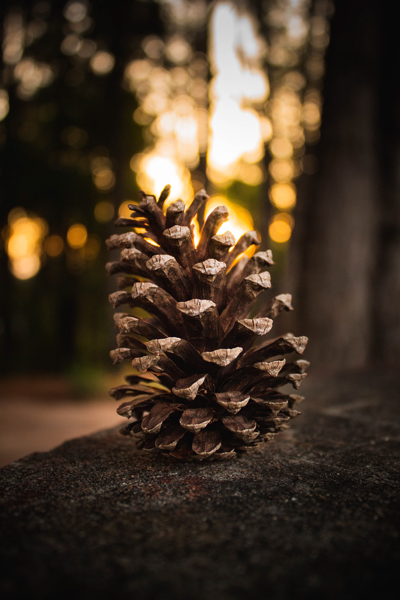 #forest #nature #photography #pinecone #PineTree #sunset 