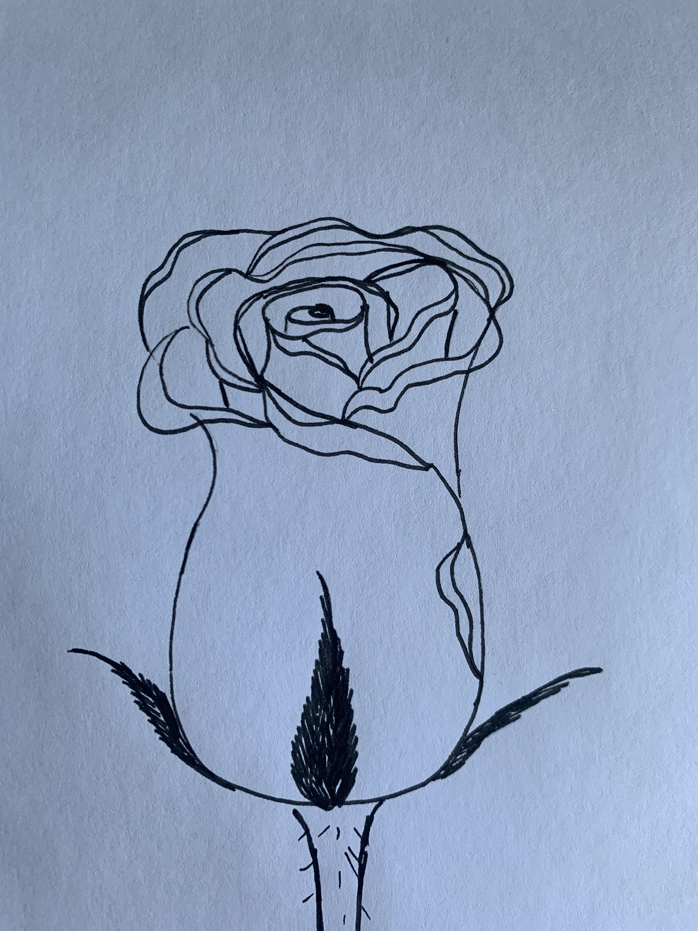 art ILLUSTRATION  liner rose rosebud sketch