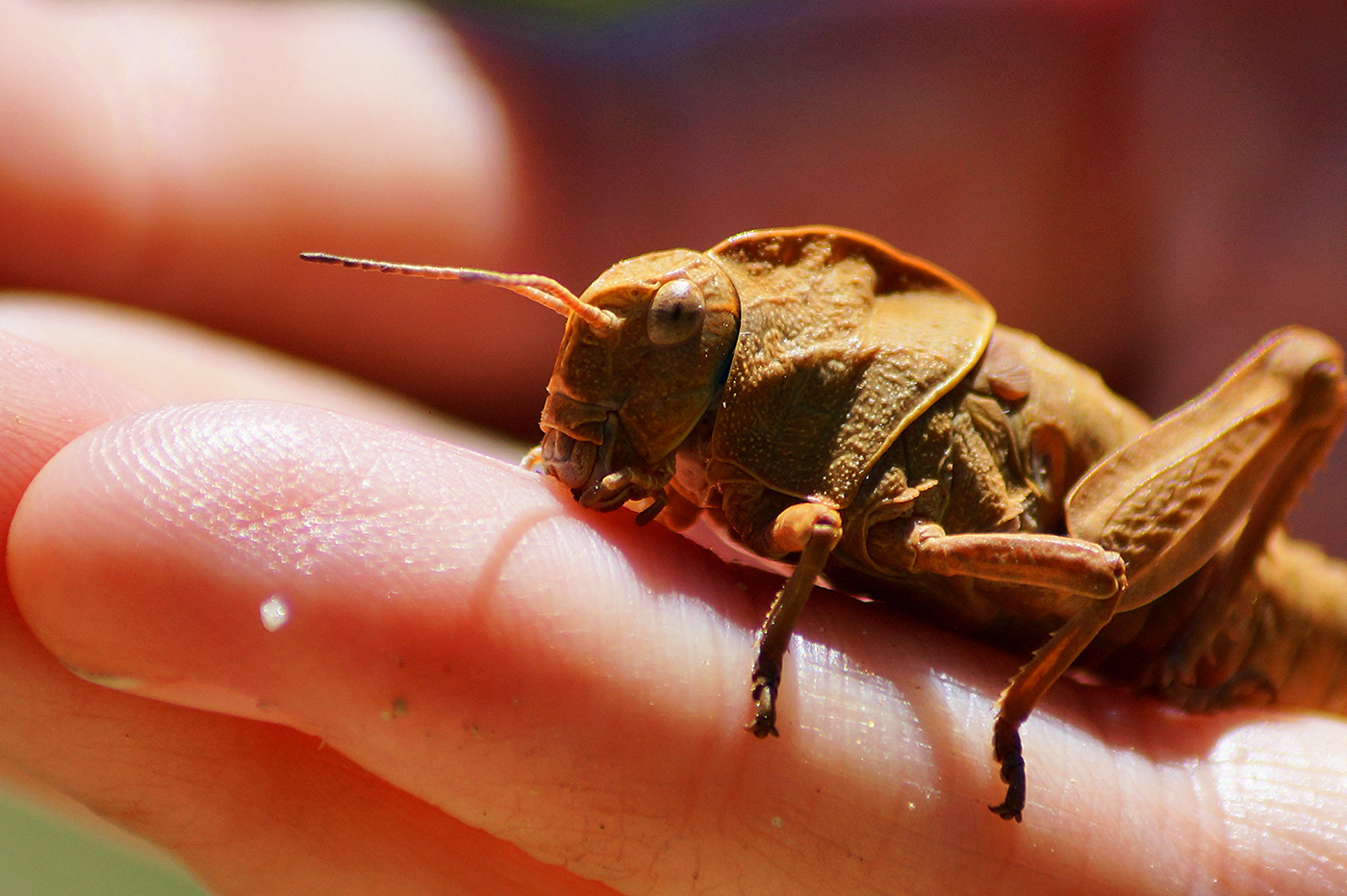 bugs Nature macro жуки жучки