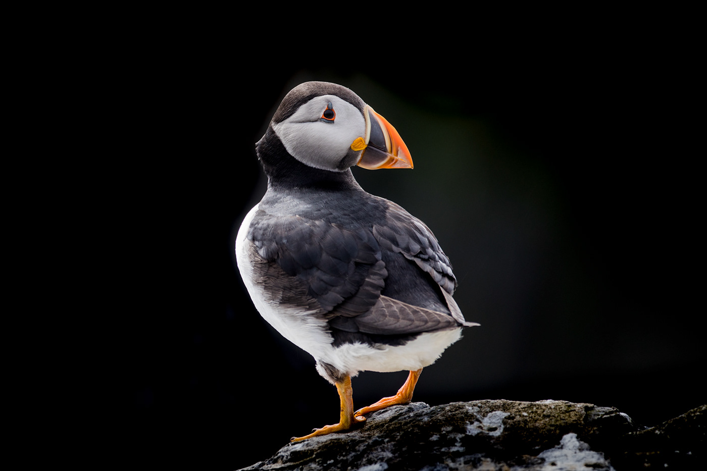 puffin seabird bird Canon Nature wildlife seashore United Kingdom