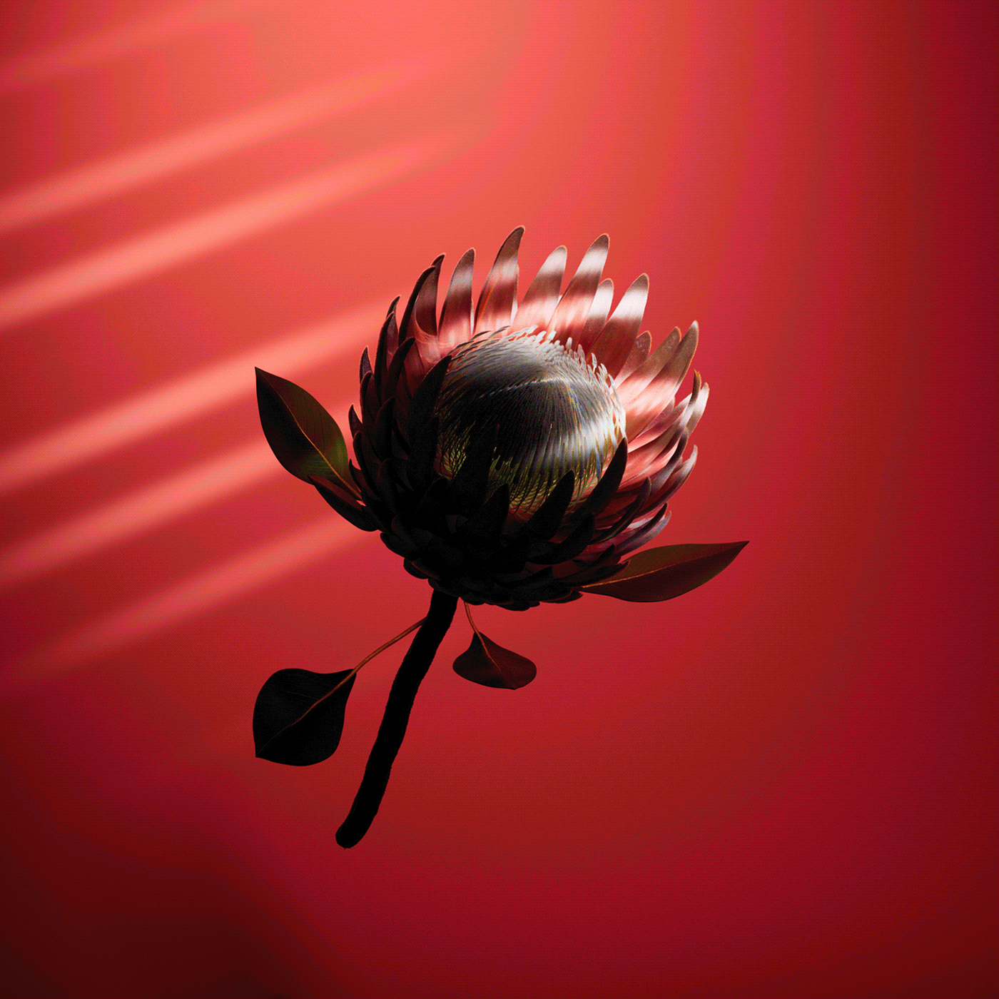 animation  Digital Art  exotic flowers flower houdini luna motion graphics  natura protea