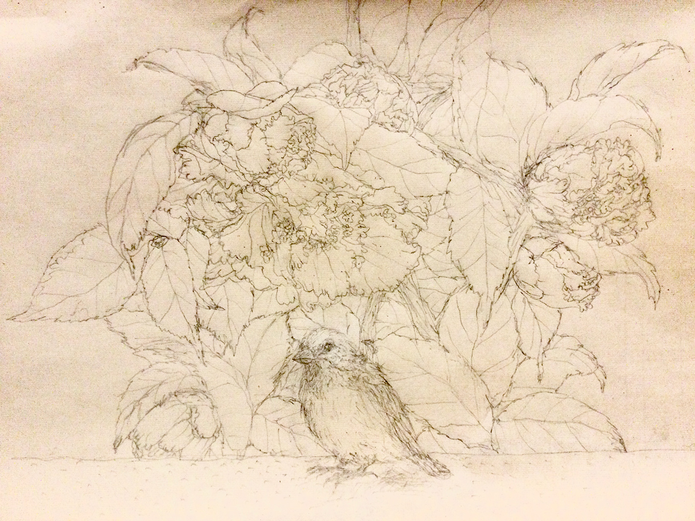 flower sketch Camellia bird sparrow