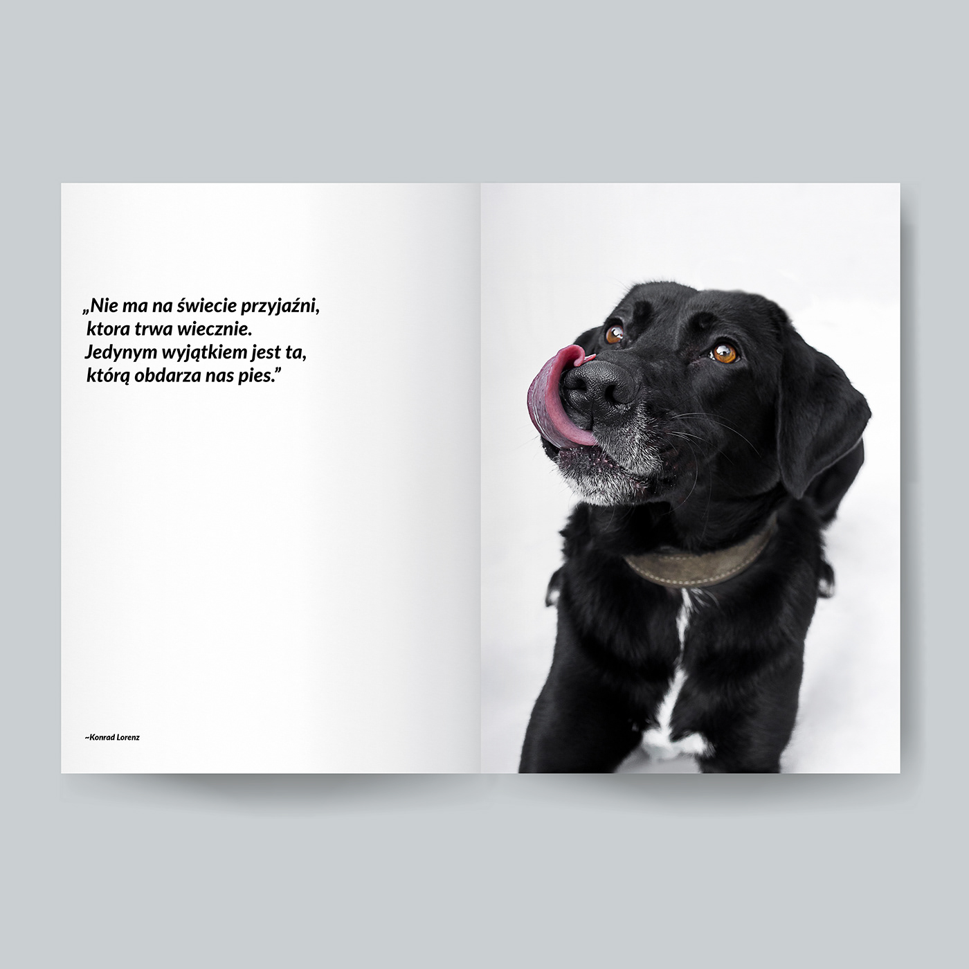 book diploma dog dogs InDesign lightroom photobook Photography  thesis Zine 
