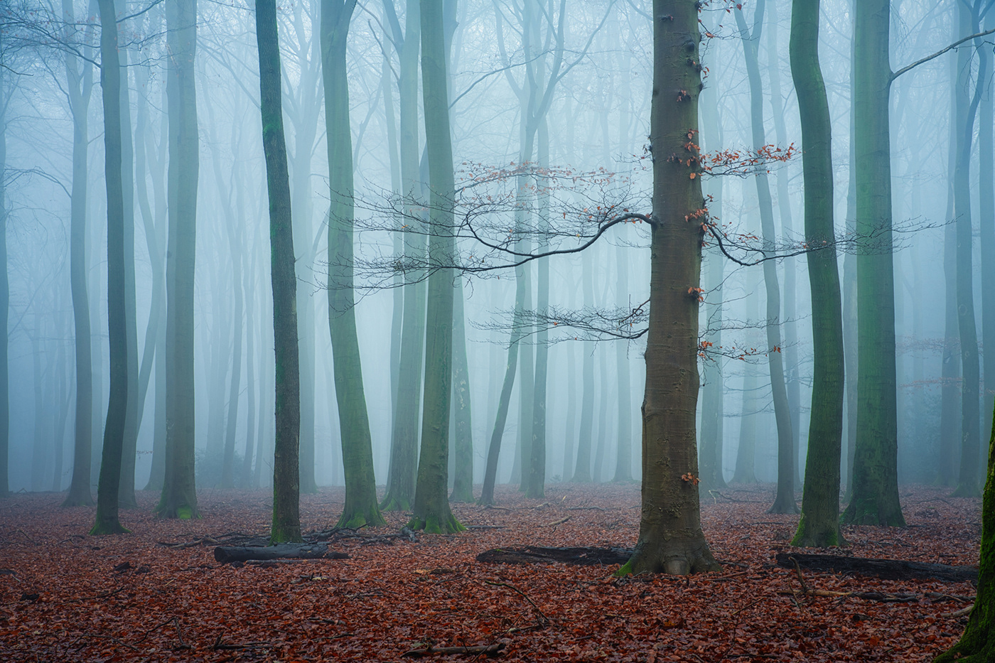 fog Forests horror mist mystery Scary The Netherlands
