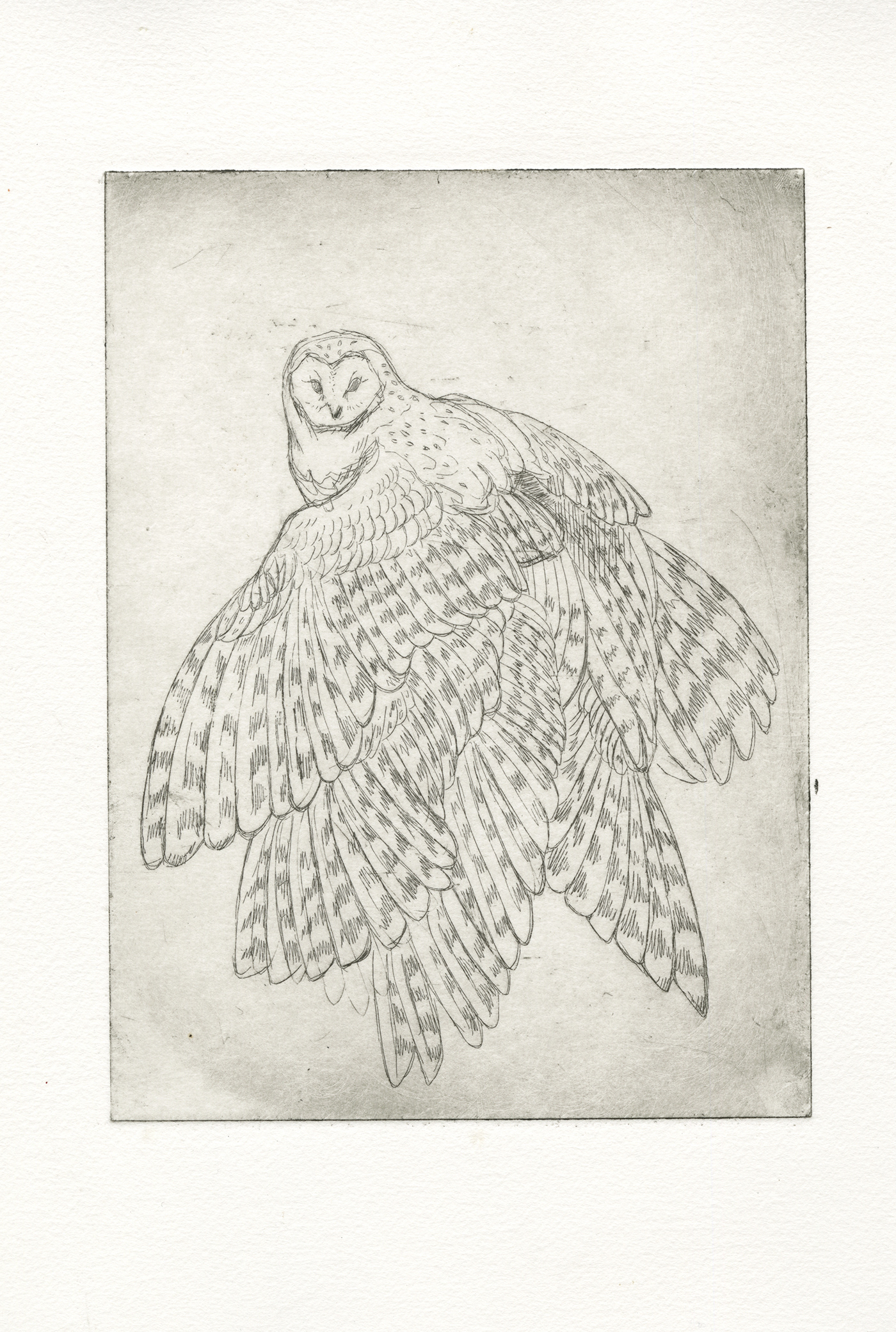 prints printmaking birds owls egrets chickens Patterns dramatic surreal deer