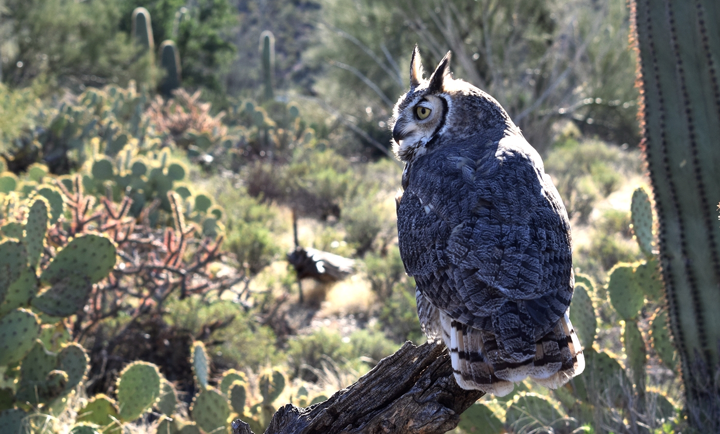 animals bird coyote usa arizona hummingbird owl Flying