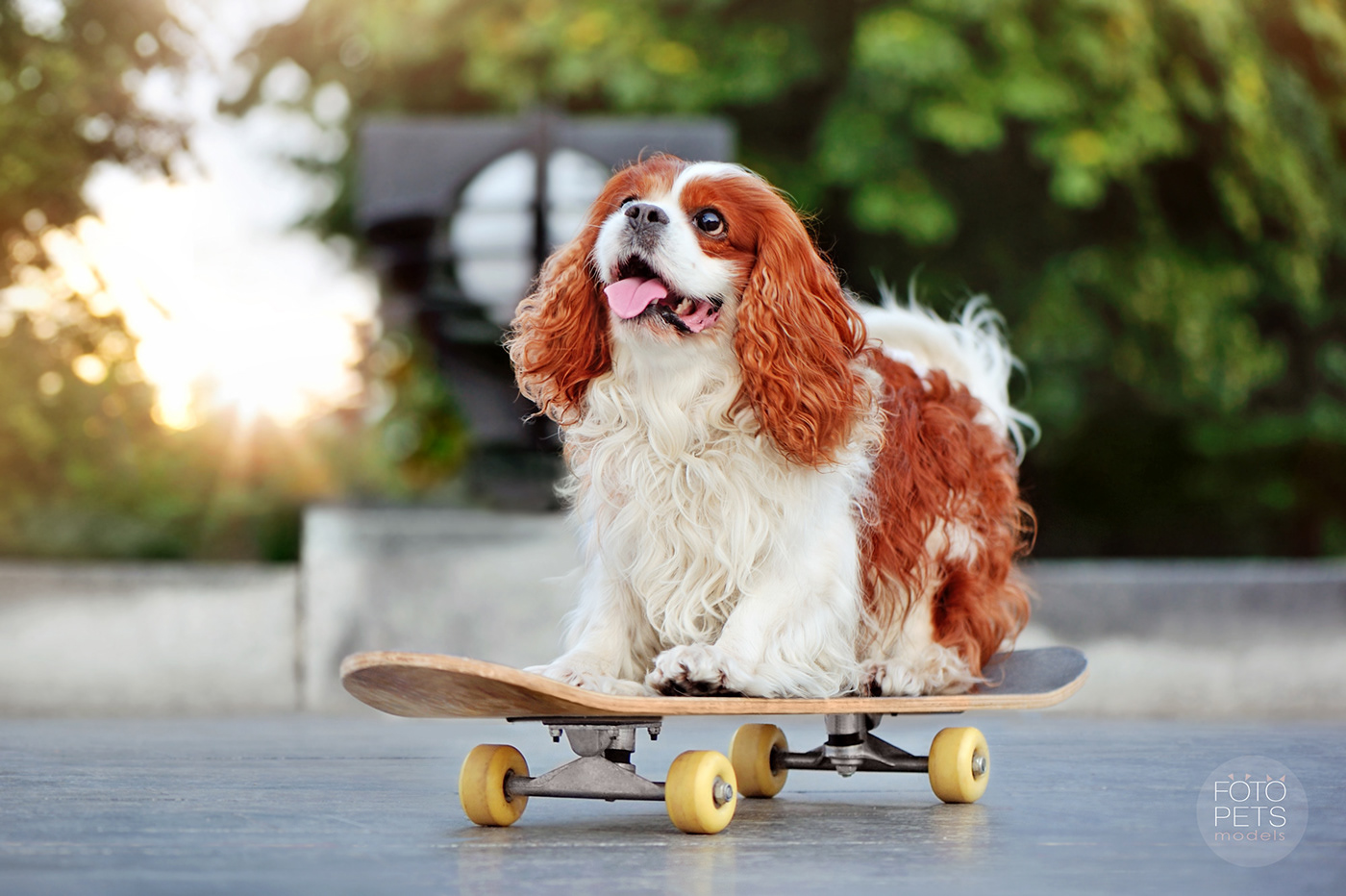 dog longboarding Outdoor Pet Photography  skateboard sports