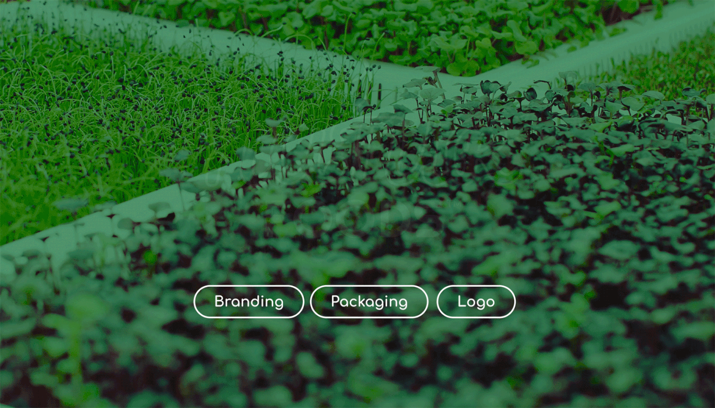 Brand Design brand identity business fresh food identidade visual Logo Design Minimalism minimalist logo typography   visual identity