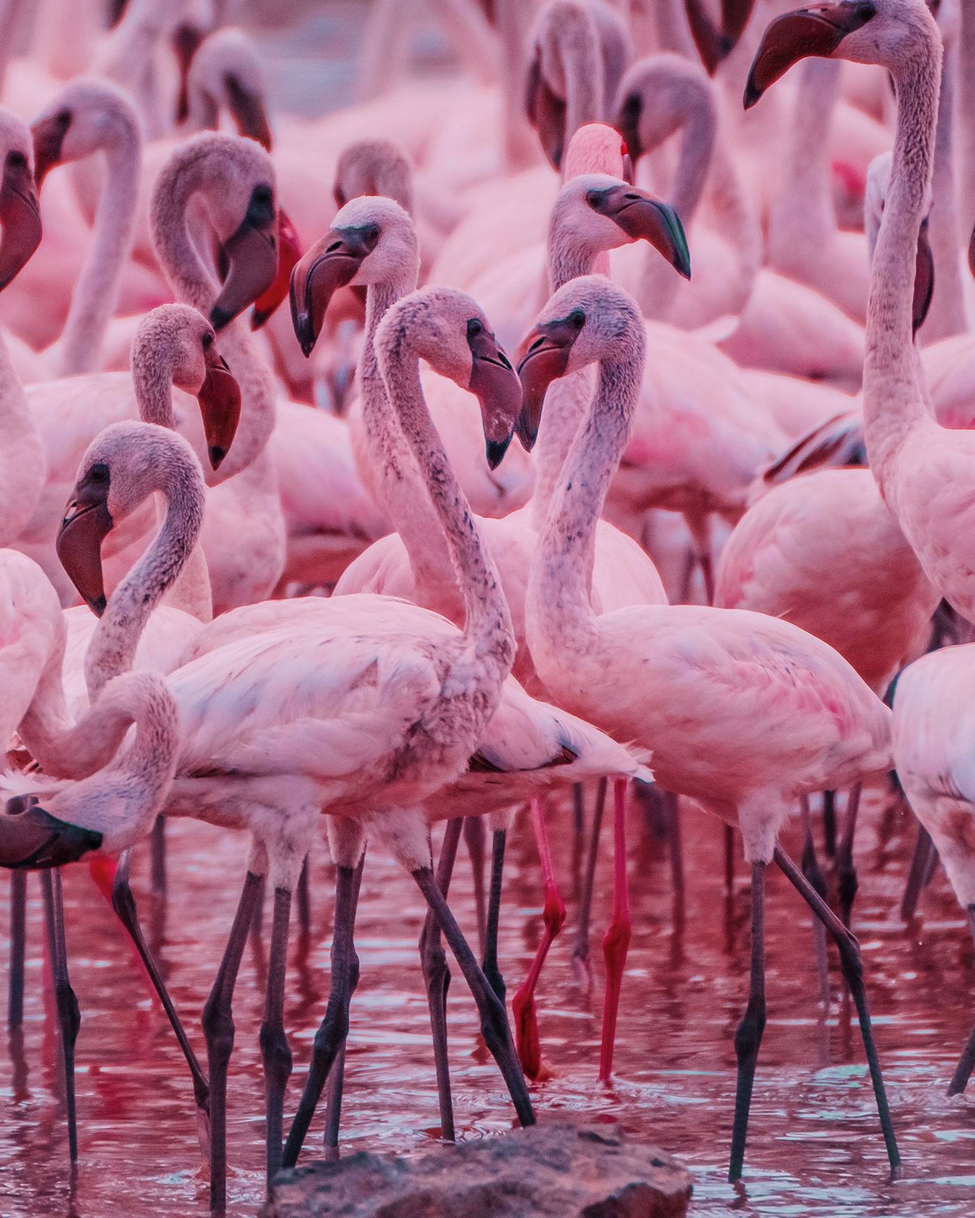 Фламинго. Розовые Фламинго 1972. Розовый Фламинго. Африканский Фламинго. Розовый Фламинго в Африке.