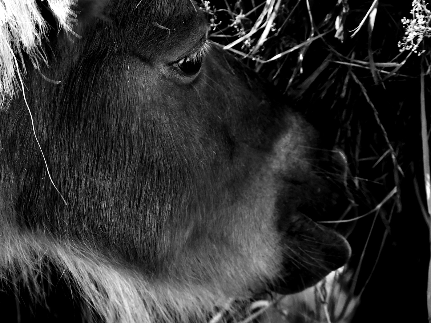 animal bird Prisoner cage sad elephant meerkat goat zoo prison