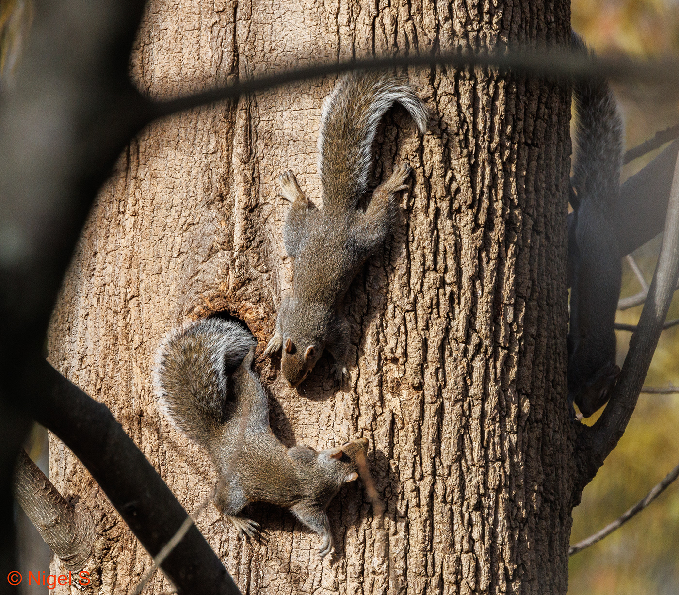 Nature Photography  squirrels