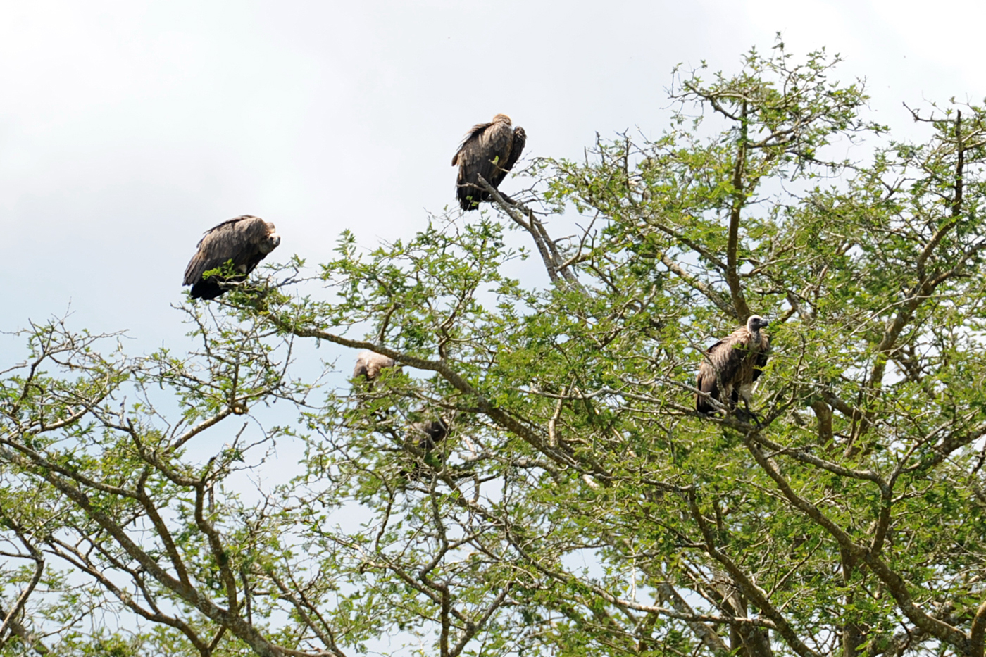 birds Uganda oiseaux ouganda avifaune Bwindi kasese Nature