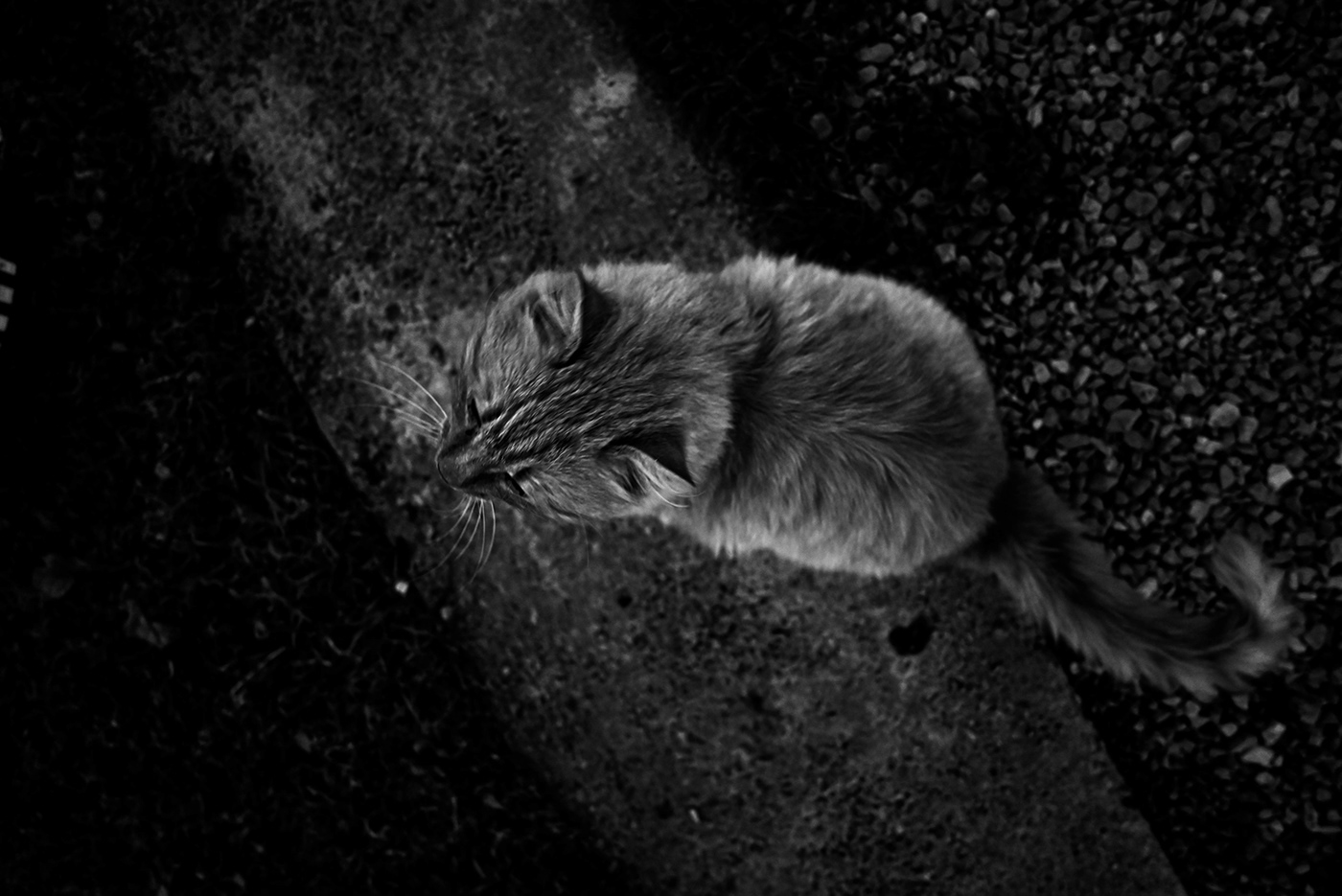 blackandwhite Cat catlife editorial monochrome nocolor path Pet Photography  wildcat