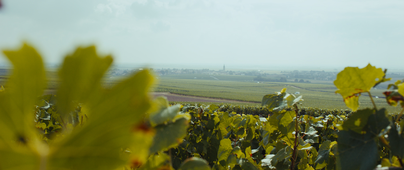 wine WINEYARD poem Nature green poetic