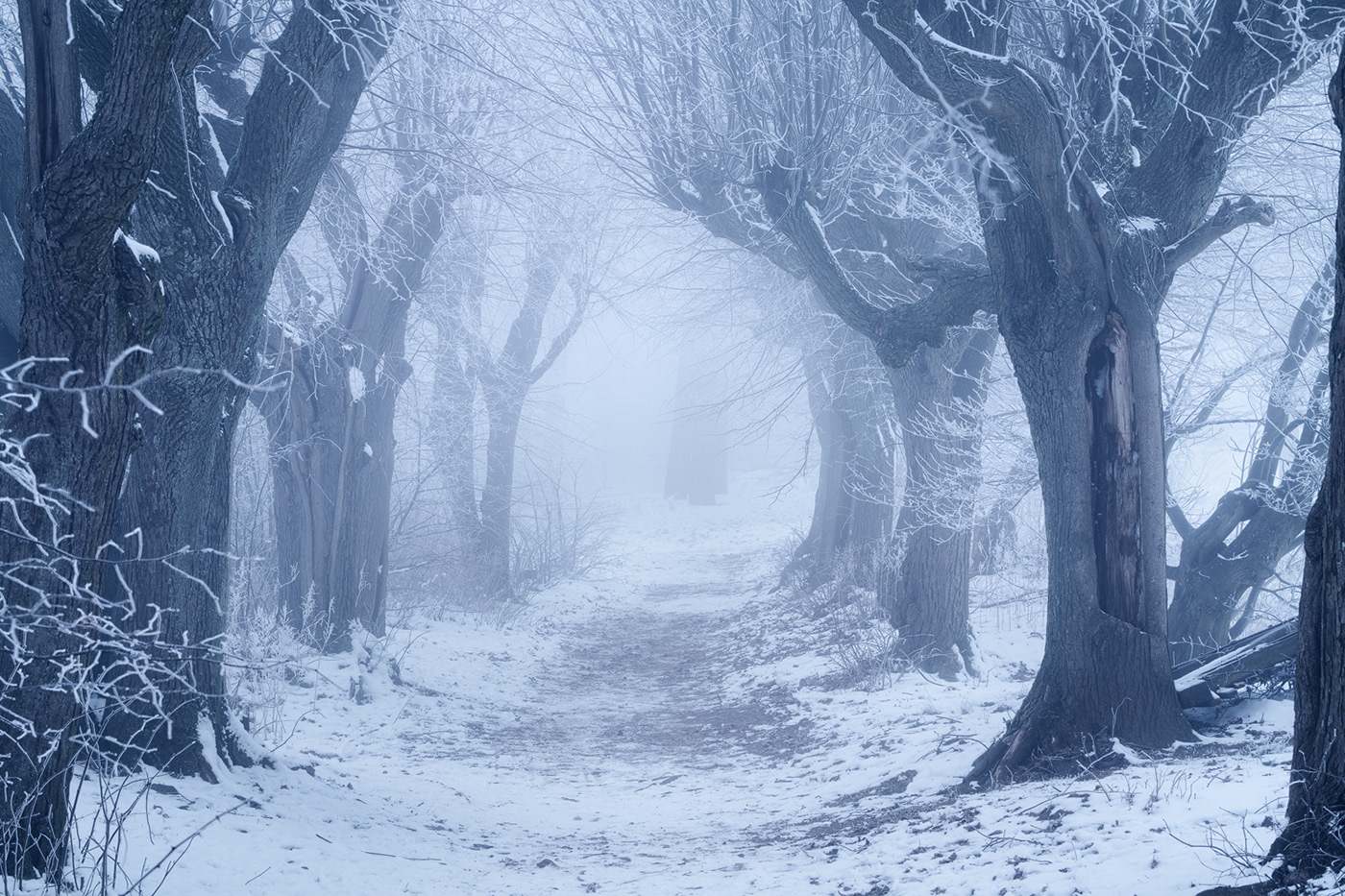 alley of trees DAWN fog frozen hoarfrost mist MORNING path snow tree avenue