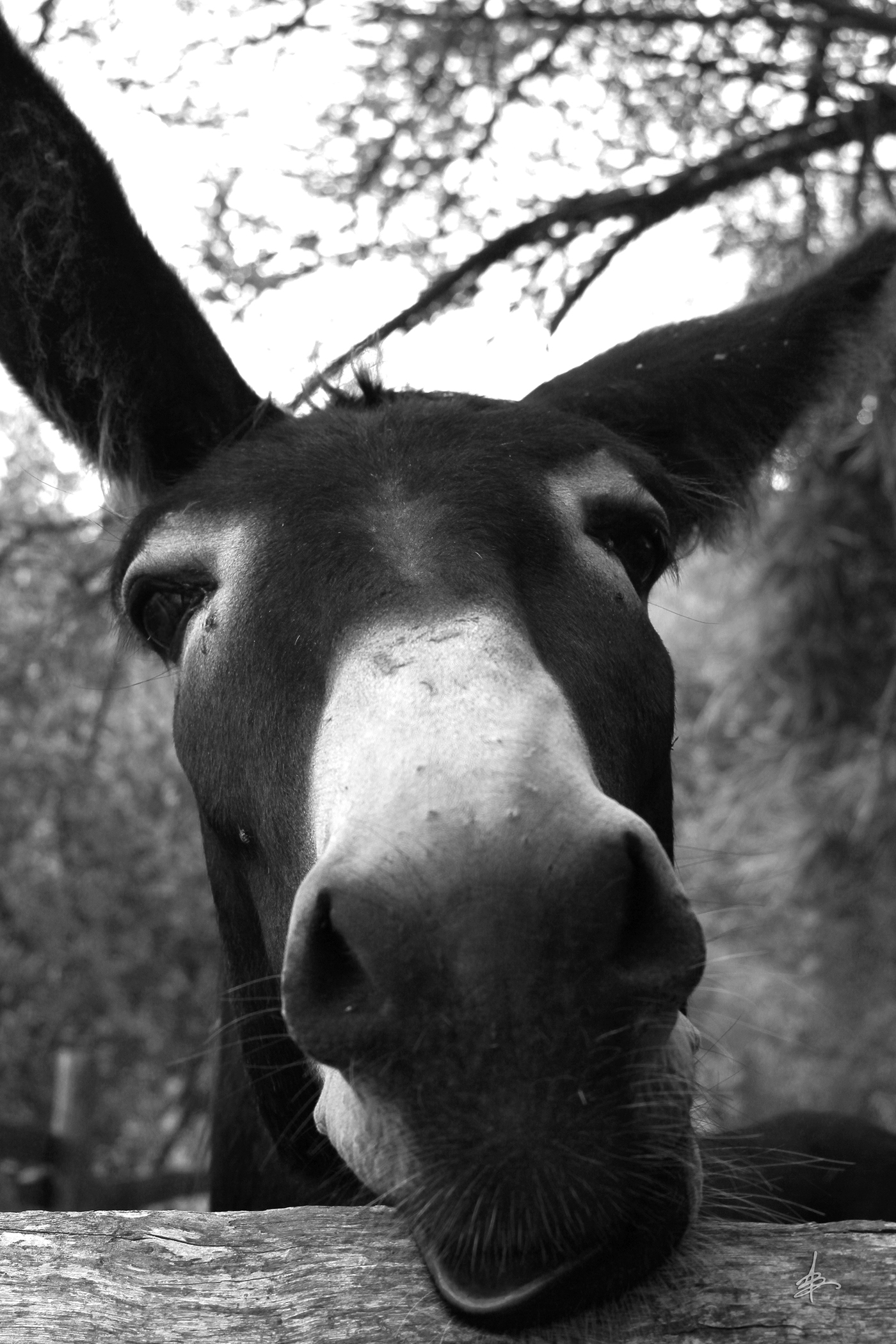 photos donkeys