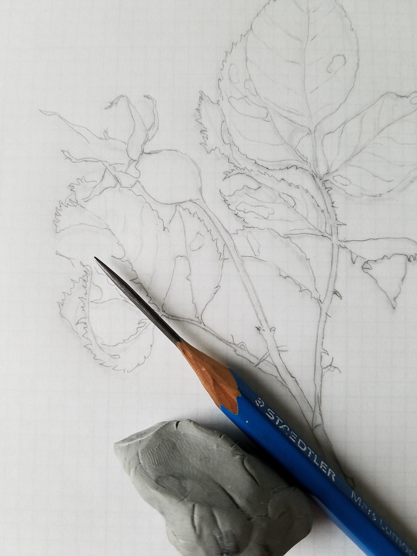 graphite black walunt ink watercolor wip Nature Found objects botanical art