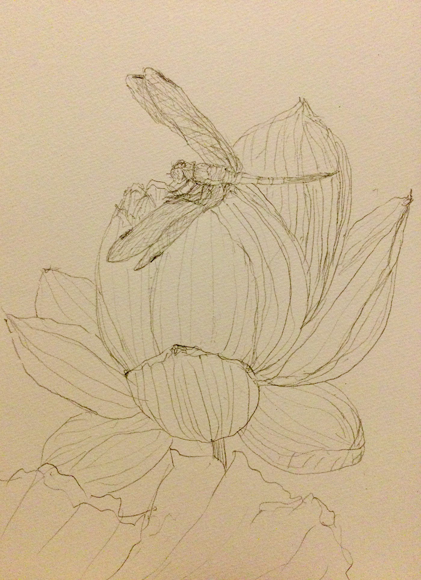 flower sketch Lotus pencil painting   ILLUSTRATION  арт dragonflies
