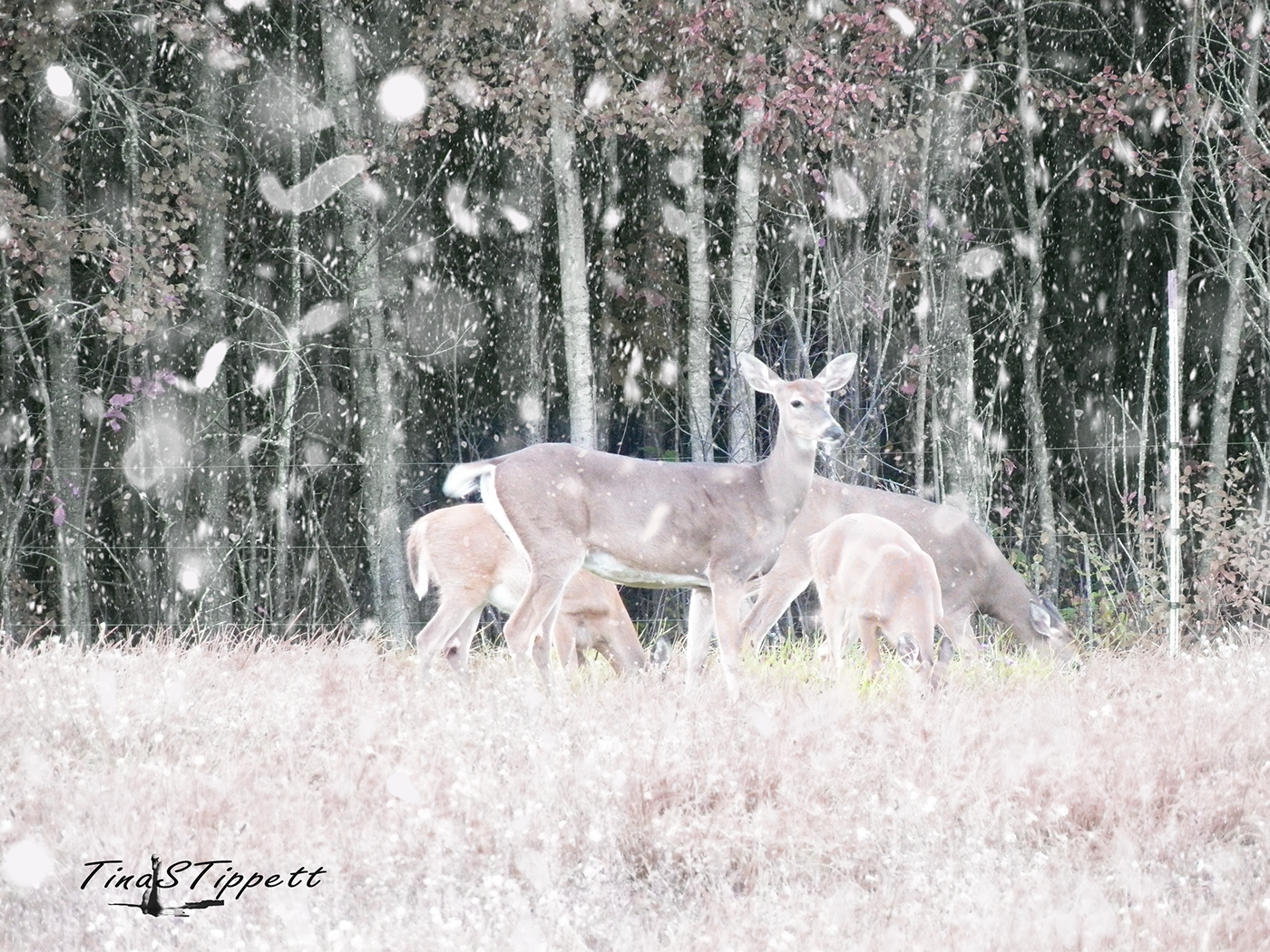 deer winter watermark