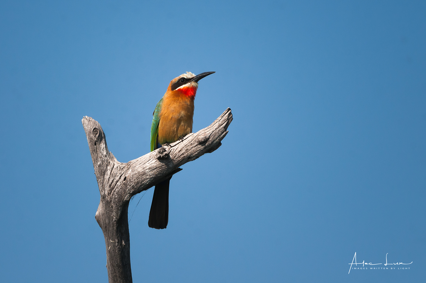 bird birds birding wildlife animals lake kariba Zimbabwe