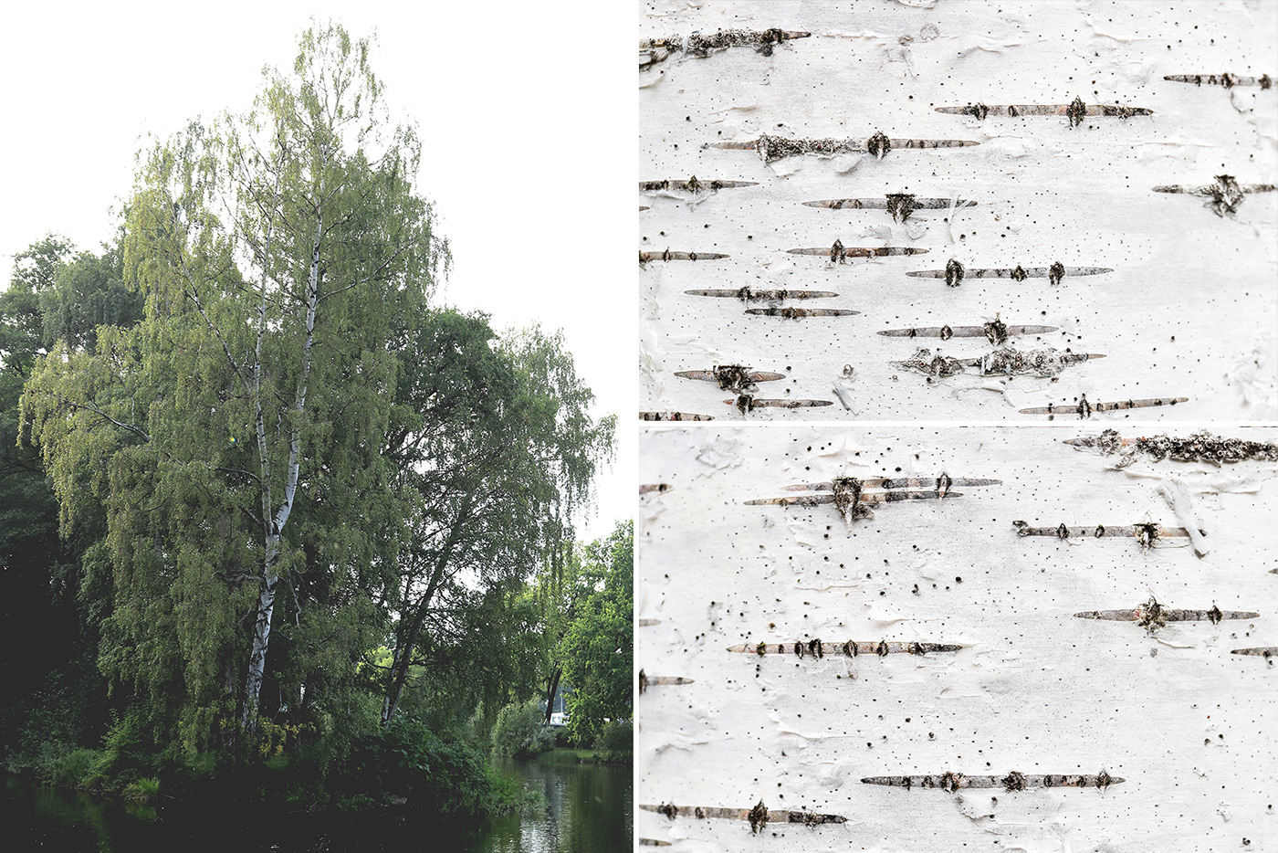 birch birch bark birch bark texture birch texture birch background birch surface