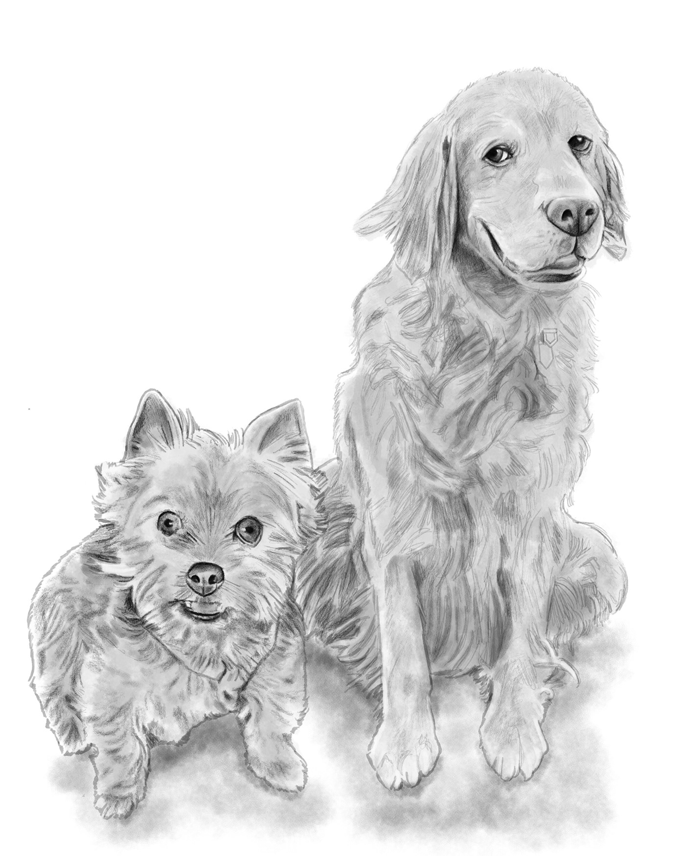 adobefresco art for hire commision Drawing  Pet Portrait