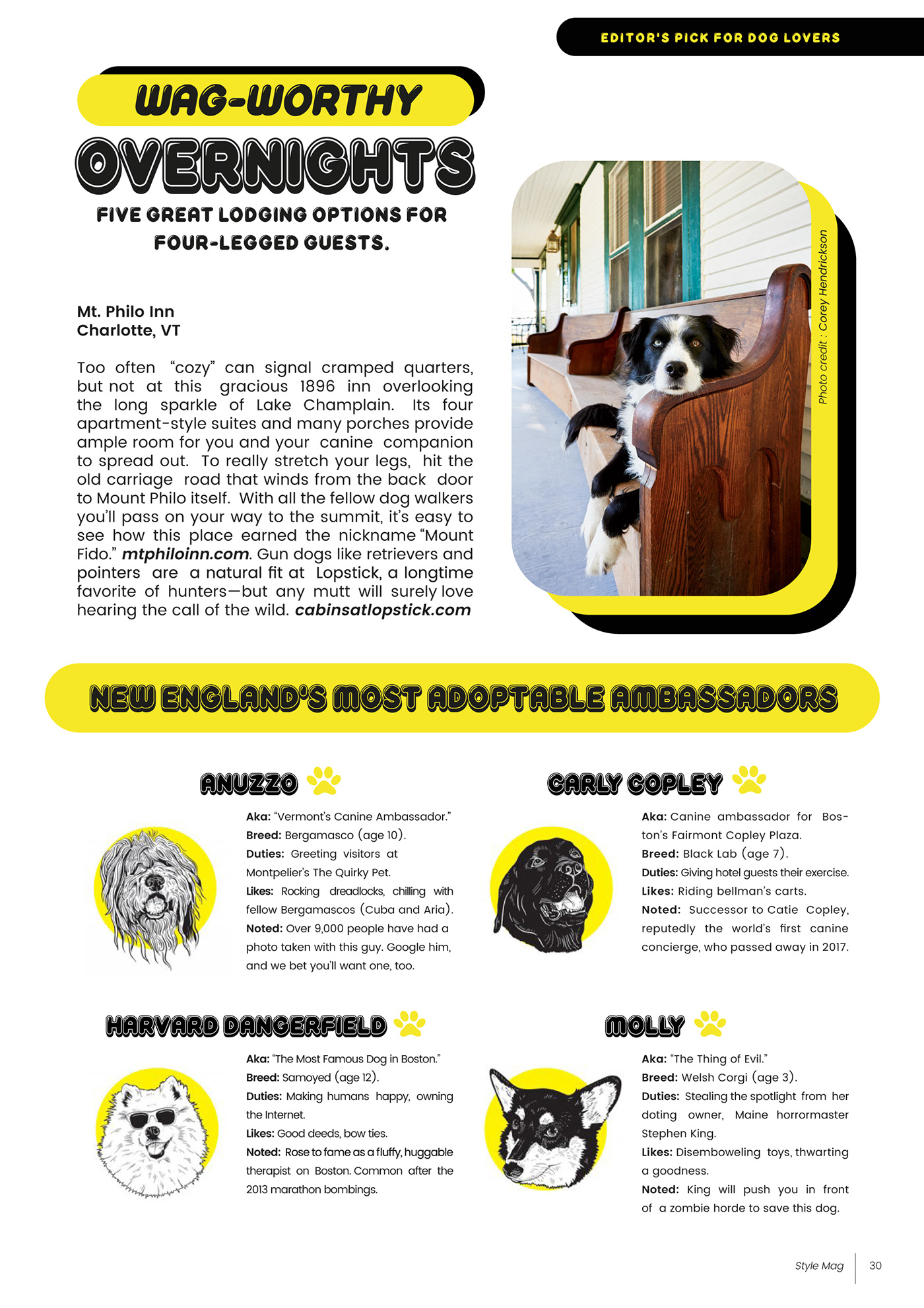 dog mascotas pets animals indesing editorial magazine Layout